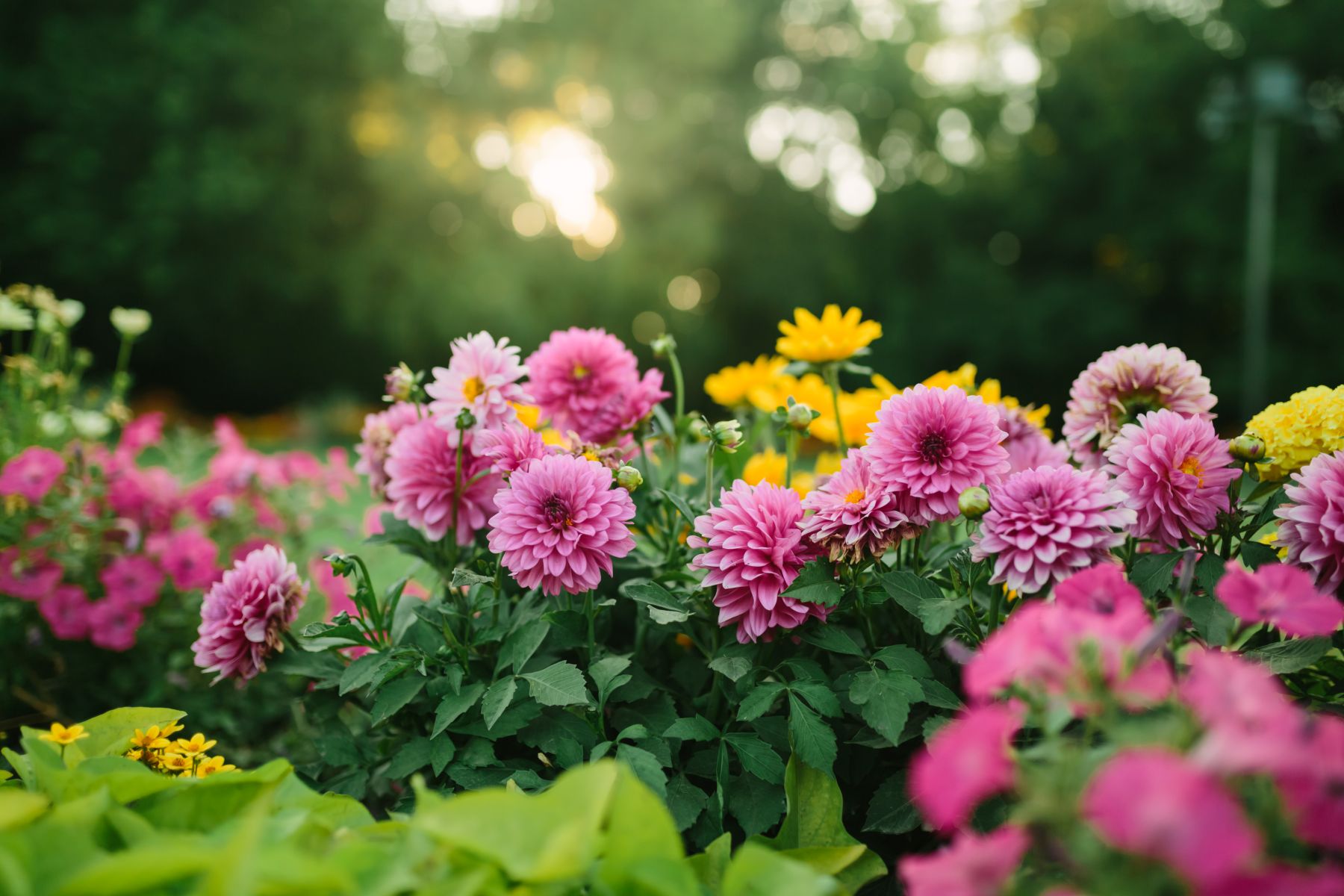 garden full of flowers in the sunlight